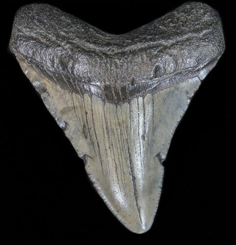 Megalodon Tooth - South Carolina #39986